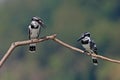 Pied kingfisher Ceryle rudis Beautiful Birds of Thailand Royalty Free Stock Photo