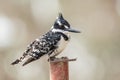 Pied Kingfisher  - Ceryle rudis Royalty Free Stock Photo