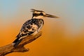 Pied Kingfisher, Ceryle rudis, black and white bird sitting in the branch during sunrise with nice light, grass in the Royalty Free Stock Photo