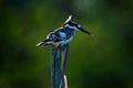 Pied Kingfisher, Ceryle rudis. Black and white bird sitting in the branch during sunrise with nice light, grass in the background, Royalty Free Stock Photo