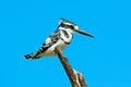 Pied Kingfisher, Ceryle rudis. Black and white bird sitting in the branch during sunrise with nice light, Moremi, Okavango delta,