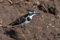 Pied Kingfisher - Ceryle rudis - Botswana Royalty Free Stock Photo