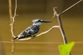Pied Kingfisher Royalty Free Stock Photo