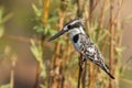 Pied kingfisher Ceryle rudis on the Chobe River at Kasane, Botswana