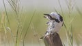 Pied Kingfisher Cleaning Feathers on Wood Royalty Free Stock Photo
