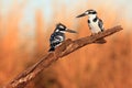 The pied kingfisher Ceryle rudis, couple sitting on a branch at sunset light. A pair of black and white kingfishers sitting on a