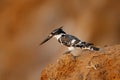 Pied Kingfisher, Ceryle rudis, evening light with . Black and white bird sitting in the branch during sunrise with nice light,