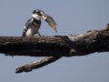 Pied kingfisher (Ceryle rudis)