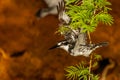 Pied Kingfisher Ceryle rudis flying above the Nile, Murchison Falls National Park, Uganda.