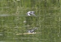 Pied kingfisher Ceryle rudis flying over river water