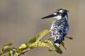 Pied kingfisher (Ceryle rudis)