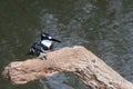 Pied kingfisher (Ceryle rudis)