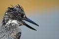 Pied kingfisher (Ceryle rudis)