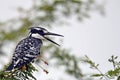 Pied kingfisher (Ceryle rudis).