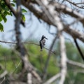 Pied Kingfisher (Ceryle rudis