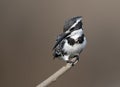 Pied Kingfisher Ceryle rudis Royalty Free Stock Photo