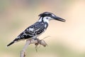 Pied kingfisher Ceryle rudis Male Royalty Free Stock Photo