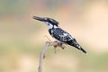 Pied kingfisher Ceryle rudis Male Birds of Thailand