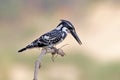 Pied kingfisher Ceryle rudis Male Birds of Thailand Royalty Free Stock Photo