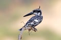 Pied kingfisher Ceryle rudis Male Birds of Thailand