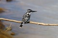 Pied kingfisher Ceryle rudis Male Birds of Thailand Royalty Free Stock Photo