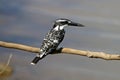 Pied kingfisher Ceryle rudis Male Birds of Thailand Royalty Free Stock Photo