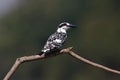 Pied kingfisher Ceryle rudis Male Cute Birds of Thailand Royalty Free Stock Photo