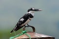 Pied kingfisher