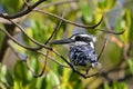 Pied Kingfisher - Ceryle rudis