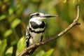 Pied Kingfisher, Ceryle rudis, Ranganathittu Bird Sanctuary, Karnataka, India Royalty Free Stock Photo