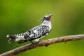 Pied Kingfisher (Ceryle rudis) Royalty Free Stock Photo