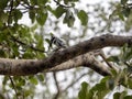 Pied Kingfisher, Ceryle rudis, sits on a branch of a large tree. Awassa Lake, Ethiopia Royalty Free Stock Photo