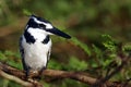 The pied kingfisher Ceryle rudis sitting on an acacia branch with spines