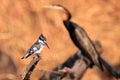 The pied kingfisher Ceryle rudis sitting on the branch with african darter as a background