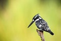 The pied kingfisher Ceryle rudis sitting on a branch witj green background. African kingfisher with green background Royalty Free Stock Photo