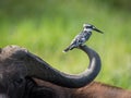 The Pied Kingfisher, Ceryle rudis is sitting and posing on the buffalo horn, amazing picturesque green background, in the morning