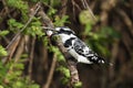 The pied kingfisher Ceryle rudis Sitting on a thorny branch of acacia.Black and white river kingfisher with fish on the beak Royalty Free Stock Photo