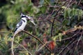 The pied kingfisher Ceryle rudis Sitting on a thorny branch of acacia.Black and white river kingfisher with fish on the beak Royalty Free Stock Photo