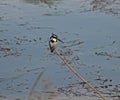 Pied kingfisher stood perched on reeds of river marshland Royalty Free Stock Photo