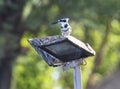 Pied kingfisher stood perched on spotlight post Royalty Free Stock Photo