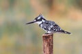 Pied kingfisher in Ethiopia Royalty Free Stock Photo