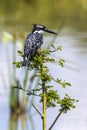 Pied Kingfisher, Ethiopia Royalty Free Stock Photo