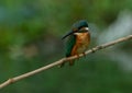 Common kingfisher in a field Royalty Free Stock Photo