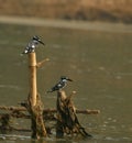 Pied kingfisher in a field Royalty Free Stock Photo