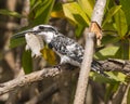 Pied Kingfisher with a fish