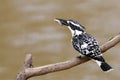 Pied kingfisher with fish catch of the day Royalty Free Stock Photo