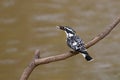 Pied kingfisher with fish catch of the day Royalty Free Stock Photo