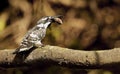 Pied kingfisher with fish, Ceryle rudis, Ranganathittu Bird Sanctuary, Karnataka, India