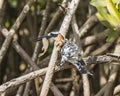 Pied Kingfisher with a fish