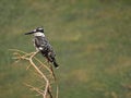 Pied kingfisher on fishing perch